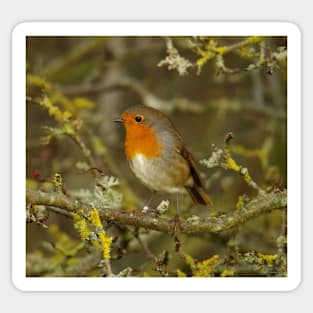 Robin in bush Sticker